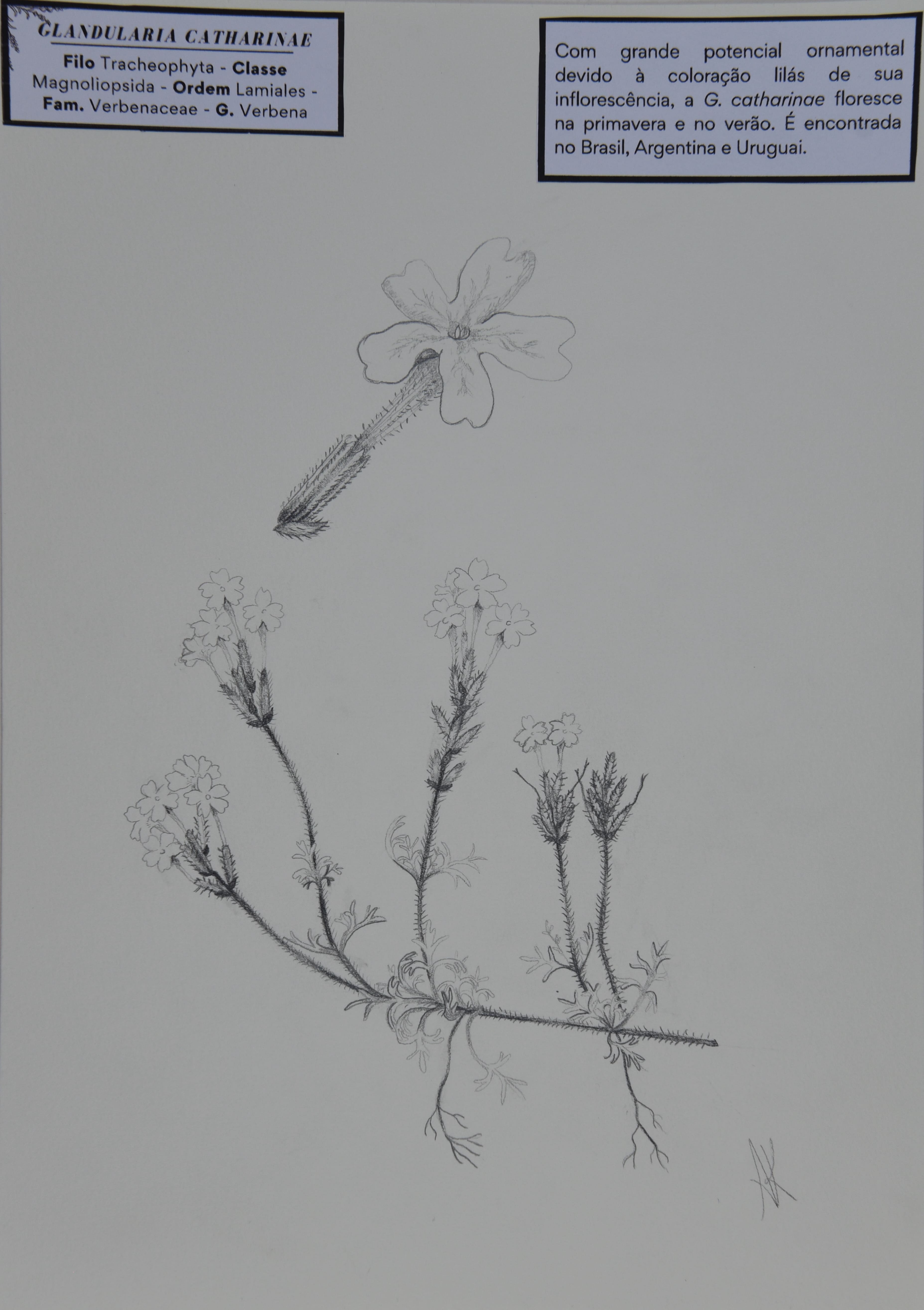Obra 46 - Erva roxa